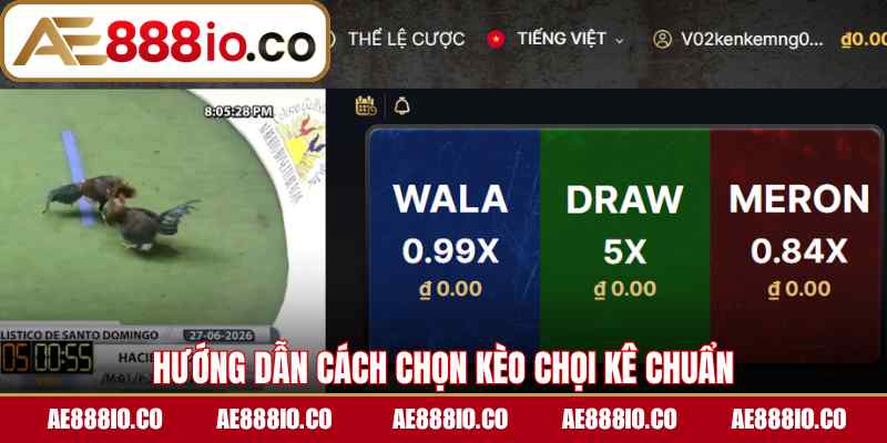 Hướng dẫn cách chọn kèo chọi kê chuẩn