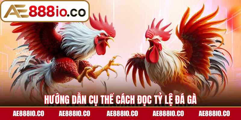 Hướng dẫn cụ thể cách đọc tỷ lệ đá gà