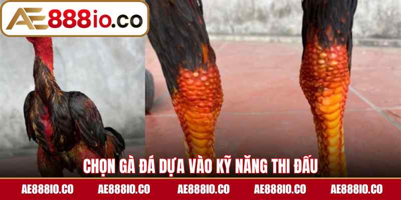 Chọn gà đá dựa vào kỹ năng thi đấu