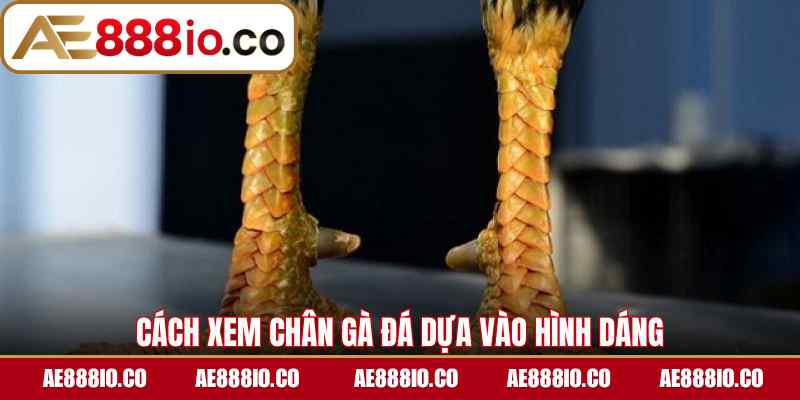 Cách xem chân gà đá dựa vào hình dáng