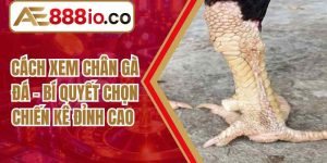 Cách Xem Chân Gà Đá – Bí Quyết Chọn Chiến Kê Đỉnh Cao