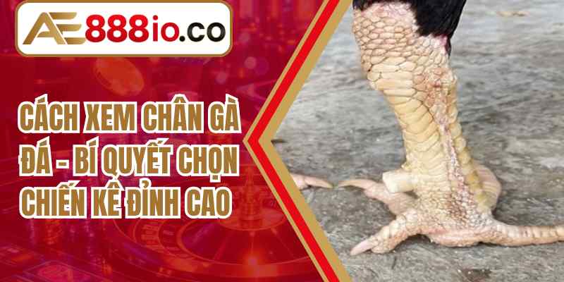 Cách Xem Chân Gà Đá – Bí Quyết Chọn Chiến Kê Đỉnh Cao