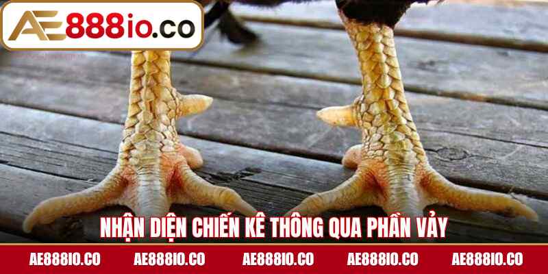 Nhận diện chiến kê thông qua phần vảy