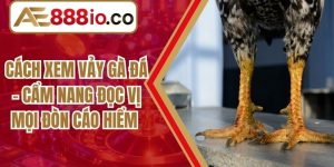 Cách Xem Vảy Gà Đá - Cẩm Nang Đọc Vị Mọi Đòn Cáo Hiểm