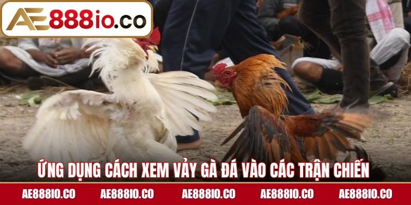 Ứng dụng cách xem vảy gà đá vào các trận chiến