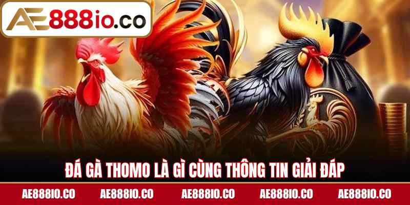 Đá gà Thomo là gì cùng thông tin giải đáp