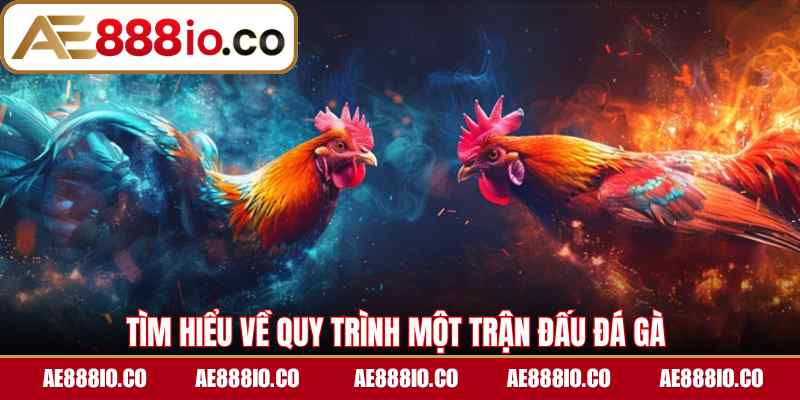 Tìm hiểu về quy trình một trận đấu đá gà 