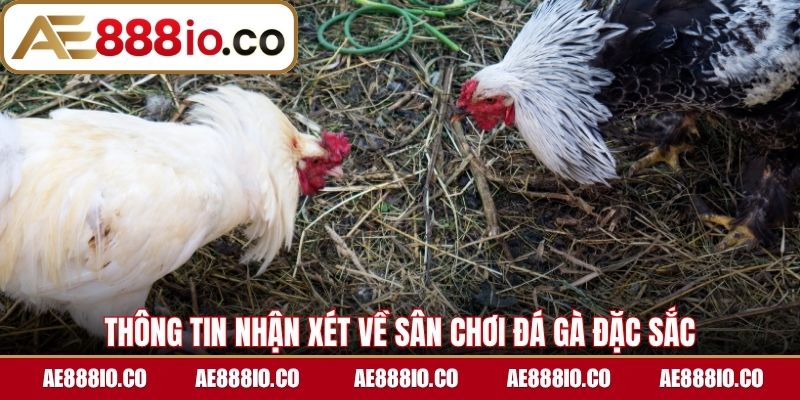 Thông tin nhận xét về sân chơi đá gà đặc sắc