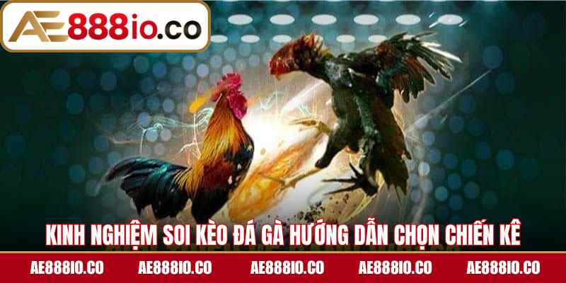Kinh nghiệm soi kèo đá gà hướng dẫn chọn chiến kê