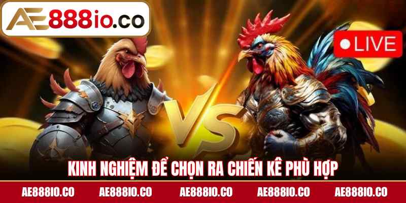 Kinh nghiệm để chọn ra chiến kê phù hợp