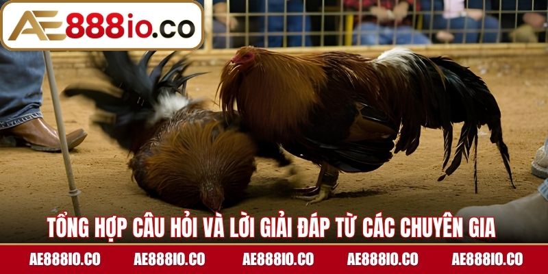 Tổng hợp câu hỏi và lời giải đáp từ các chuyên gia