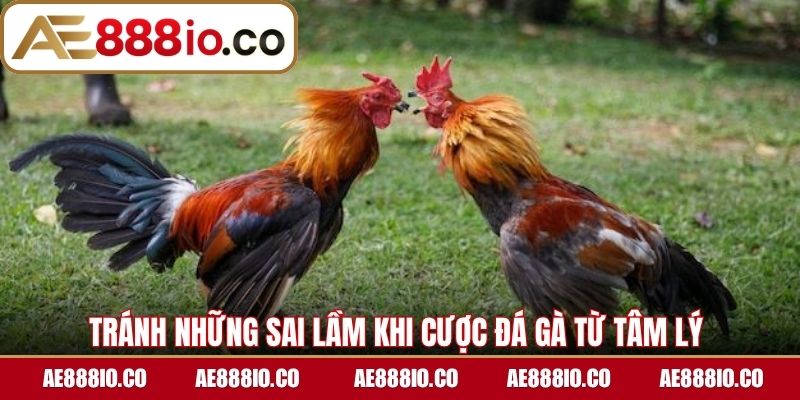 Tránh những sai lầm khi cược đá gà từ tâm lý