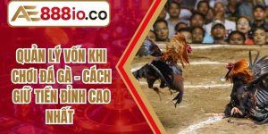 Quản Lý Vốn Khi Chơi Đá Gà - Cách Giữ Tiền Đỉnh Cao Nhất