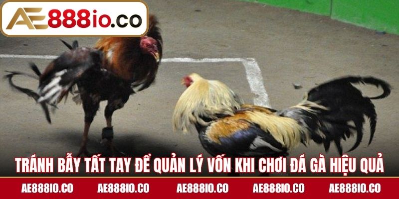 Tránh bẫy tất tay để quản lý vốn khi chơi đá gà hiệu quả