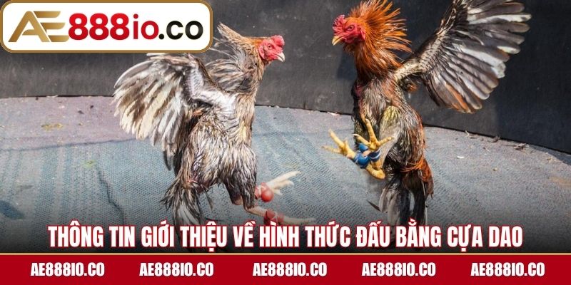 Thông tin giới thiệu về hình thức đấu bằng cựa dao
