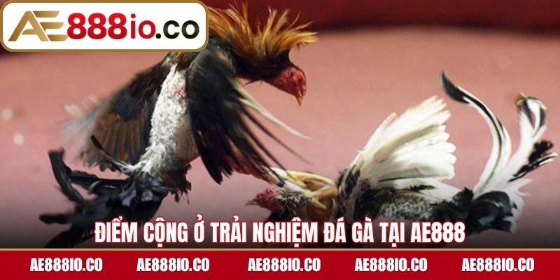 Điểm cộng ở trải nghiệm đá gà tại AE888