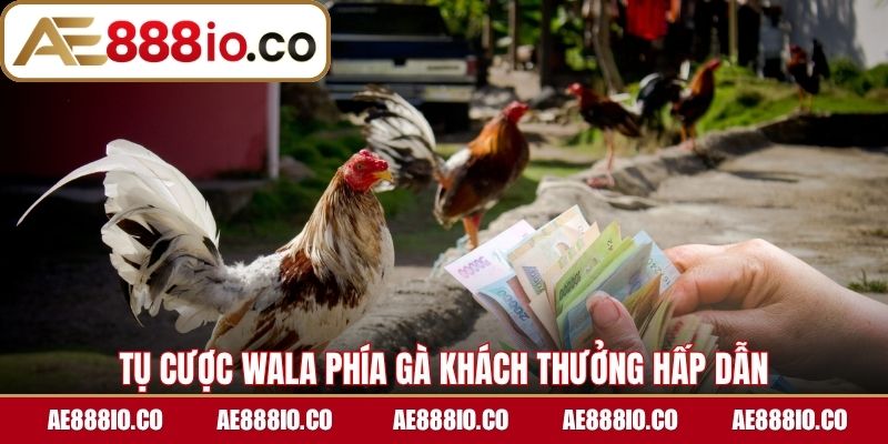 Tụ cược Wala phía gà khách thưởng hấp dẫn